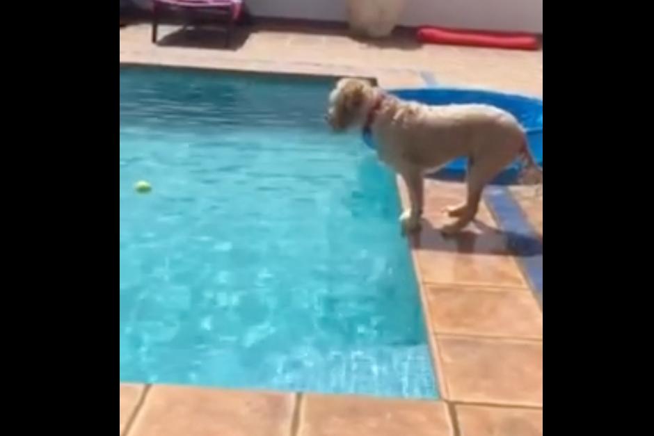 Perro busca un solución ingeniosa para alcanzar su pelota dentro de la piscina.&nbsp;