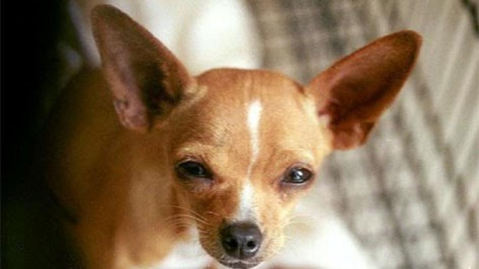 Un estudio reveló que los perros chihuahueños son los más agresivos en comparación con otros. (Foto: www.google.com.gt/)