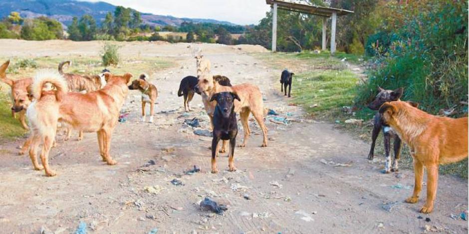 En Guatemala no existe un censo realizado para ver cuantas mascotas existen en las calles, pero se calcula que de cada cuatro habitantes existe un perro o gato callejero.