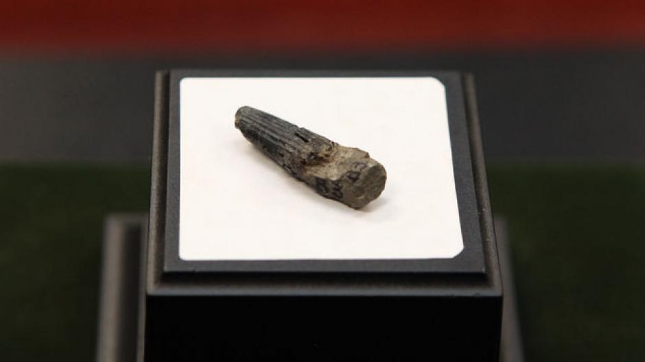El oscurecido fósil, de 23 milímetros de largo y 10 milímetros de ancho, tiene la superficie serrada propia de los dientes de los dinosaurios carnívoros.