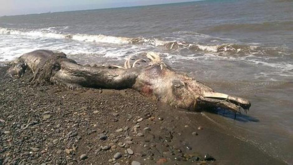 Este extraño animal, con cuerpo de delfin, pico, pelo y cola de plumas, fue encontrado en las costas de Rusia. (Foto: YouTube)
