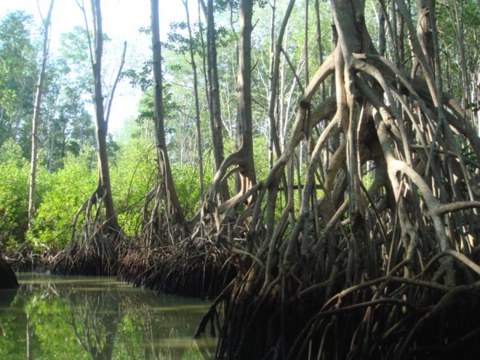 La conservación de los manglares son sistemas sumamente importantes que prestan varios servicios ambientales, que mitigan los efectos del cambio climático y que albergan infinidad de especies. Foto MARN