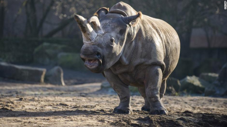 Estos animales están a punto de extinguirse debido a la caza ilegal a la que han sido sometidos desde hace varios años.&nbsp;