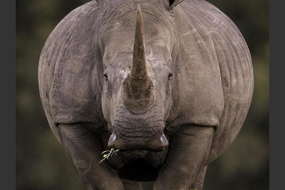 Angalifu falleció aparentemente por causas naturales, a los 44 años. Con su muerte, quedan en el mundo sólo 5 de su especie. (Foto: Efe)