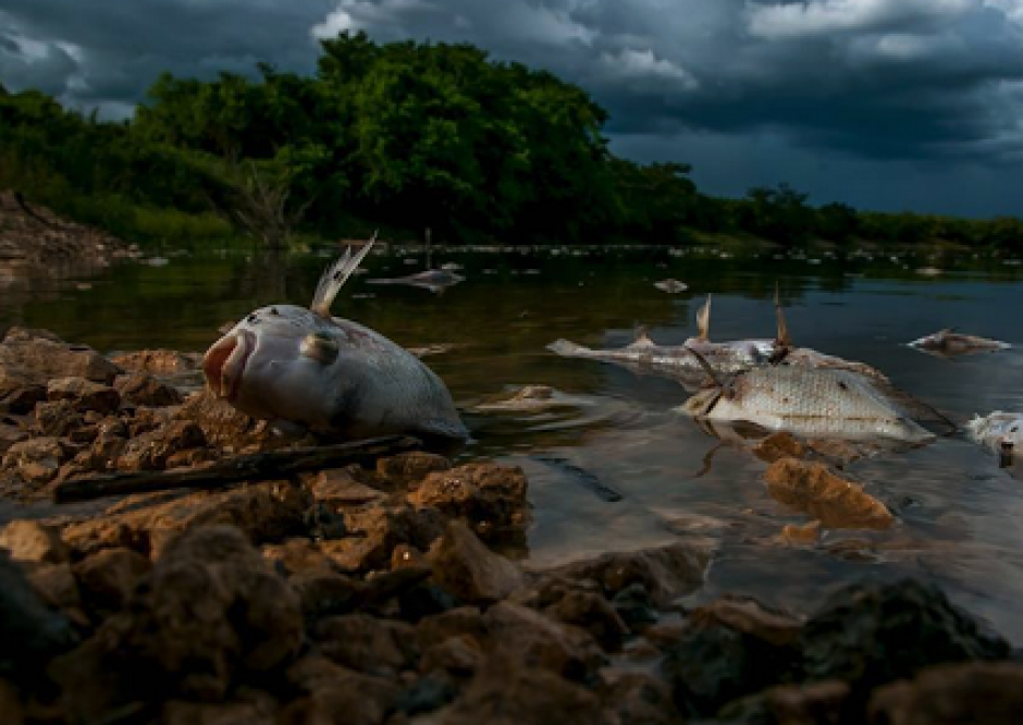 La contaminación en el río La Pasión provocó la muerte de miles de peces y otras especies. &nbsp;(Foto: Archivo/Soy502)&nbsp;