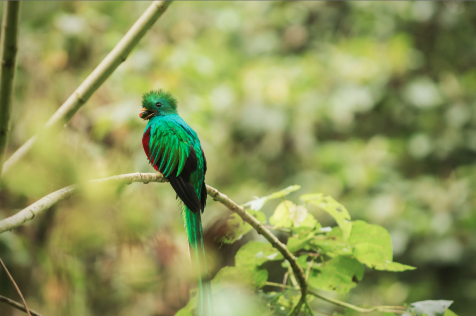 Un Quetzal macho con un "aguacatillo" en el pico para sus crías. "Me sigue sorprendiendo que cada foto muestra una gama de colores diferentes cuando sus plumas resplandecen a la luz", explica Rizzo. (Foto: Diego Rizzo)