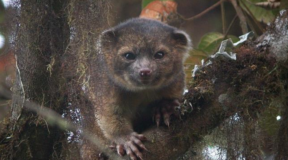 El olinguito, un mamífero parecido a un oso de peluche. (Foto: Mark Gurney)