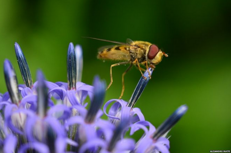 "Beso en el jardín", fue tomada en Suecia por Alejandro Ruete. Se llevó el primer premio. (Foto: BBC)