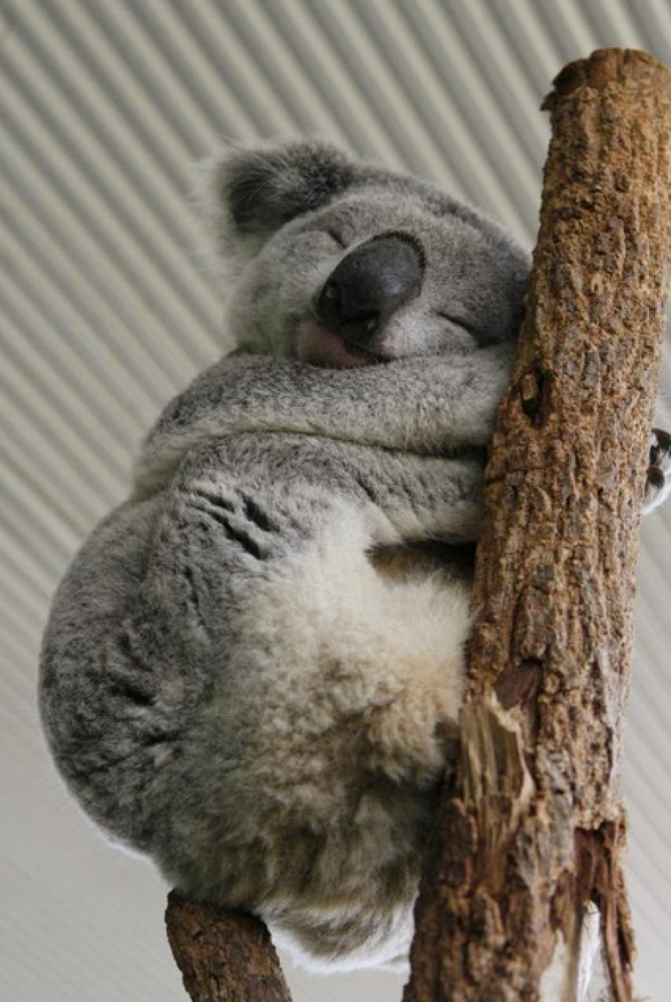 El primer animal es el koala. A principio se creía que esta especie abrazan los árboles como refugio o para búsqueda de comida, sin embargo, también lo hacen para refrescarse. (Foto: quo.es)