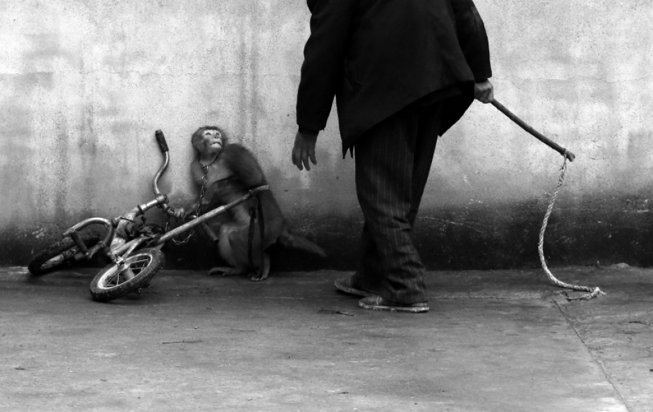 Un mono se encoge cuando su entrenador Qi Defang se acerca durante el entrenamiento de un circo en Suzhou, provincia de Anhui, China. (Foto:&nbsp;Yongzhi Chu/Naturaleza primer premio)