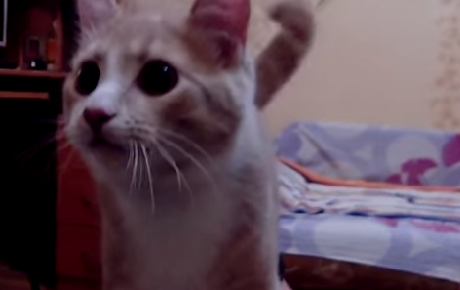 El gato comparte con su dueño y el video se comparte en todas las redes. &nbsp;(Foto: YouTube)