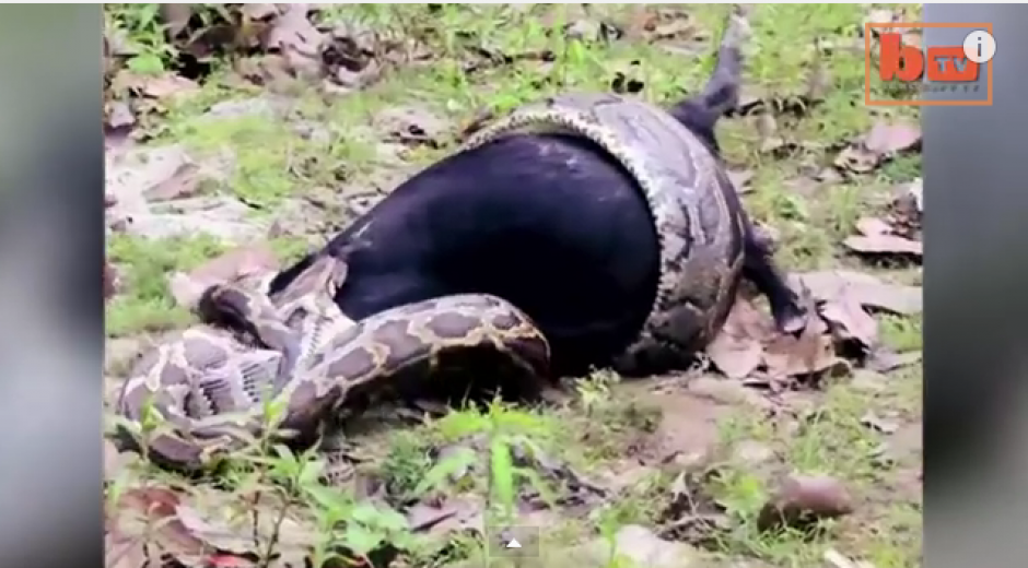 Una pitón de tres metros se traga una cabra en la India.