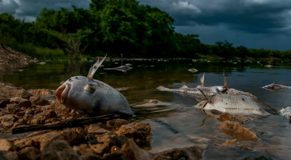 La grave contaminación del río La Pasión, que ha dejado a cientos de peces muertos, no parece ser una prioridad para el presidente Pérez Molina. (Foto: Archivo/Soy502)