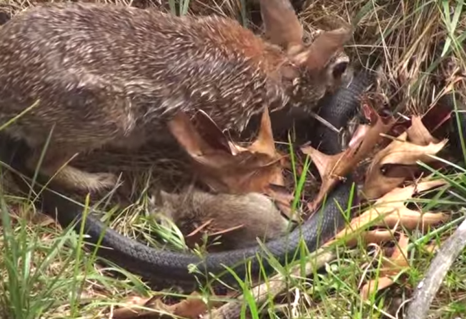 La feroz coneja salió a la defensa de sus crías y atacó a una serpiente sin tregua. (Imagen: YouTube)