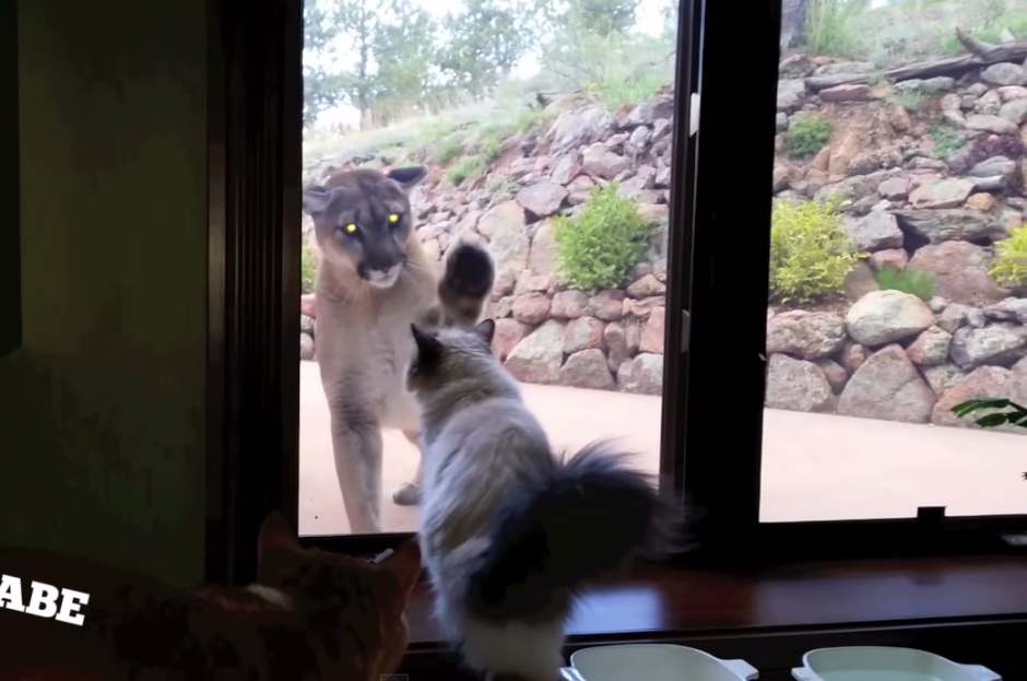 Un puma irrumpe en el patio trasero del comediante Tom Mabe. (Imagen: YouTube)