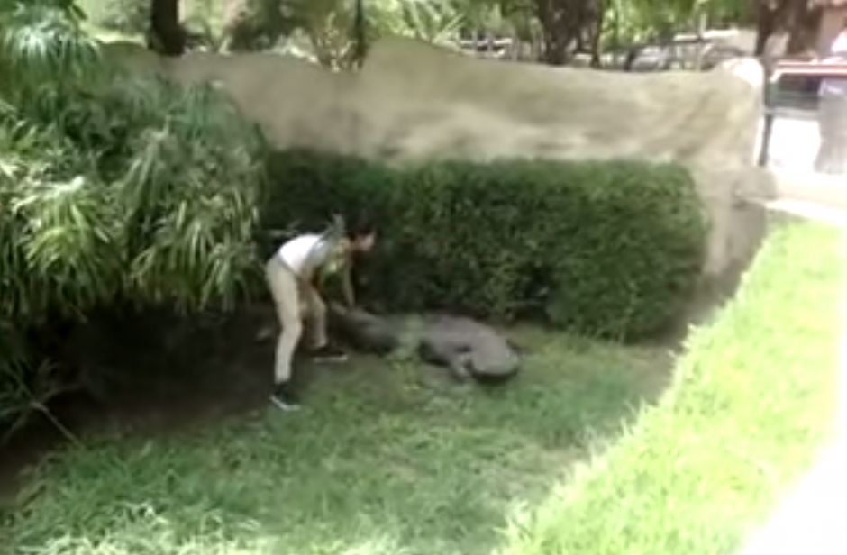 Una joven mexicana casi es mordida por un cocodrilo en un zoológico de México. (Imagen: YouTube)