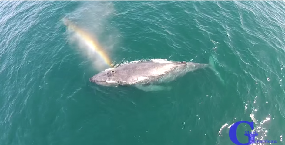 Una ballena jorobada brinda un hermoso espectáculo. (Imagen: YouTube)