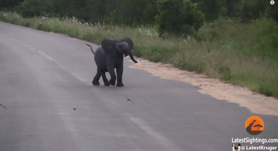 Un bebé elefante juega con aves en el Parque Nacional Kruger en Sudáfrica. (Imagen: YouTube)