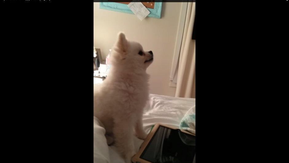El estornudo de este tierno perrito se volvió viral en Internet. (Foto: YouTube)