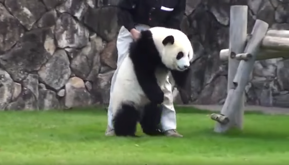 Un panda hace un berrinche cuando sus cuidadores le impiden hacer una travesura.&nbsp;(Imagen: N.Funny/ Facebook)