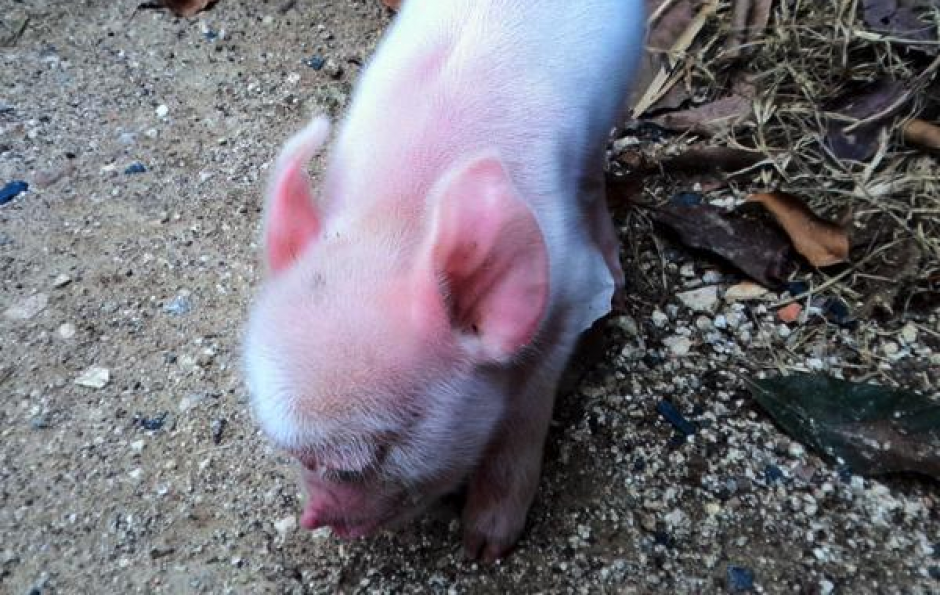 El peculiar cerdo nació en la ciudad de Ciego Ávila en Cuba el pasado 1 de enero. (Foto:&nbsp;acn.cu)