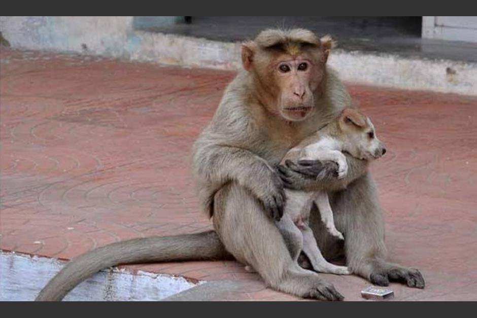 Un mono adoptó a un perro cachorro callejero que vivía en las calles de Nueva Delhi, India, y se encarga de alimentarlo y protegerlo de otros animales. (Foto: Facebook/The Logical Indian)