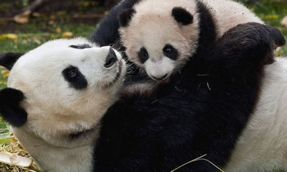 El oso panda Bei Bei de cinco meses, es la atracción del zoológico de Washington. (Foto:&nbsp;t13.c)