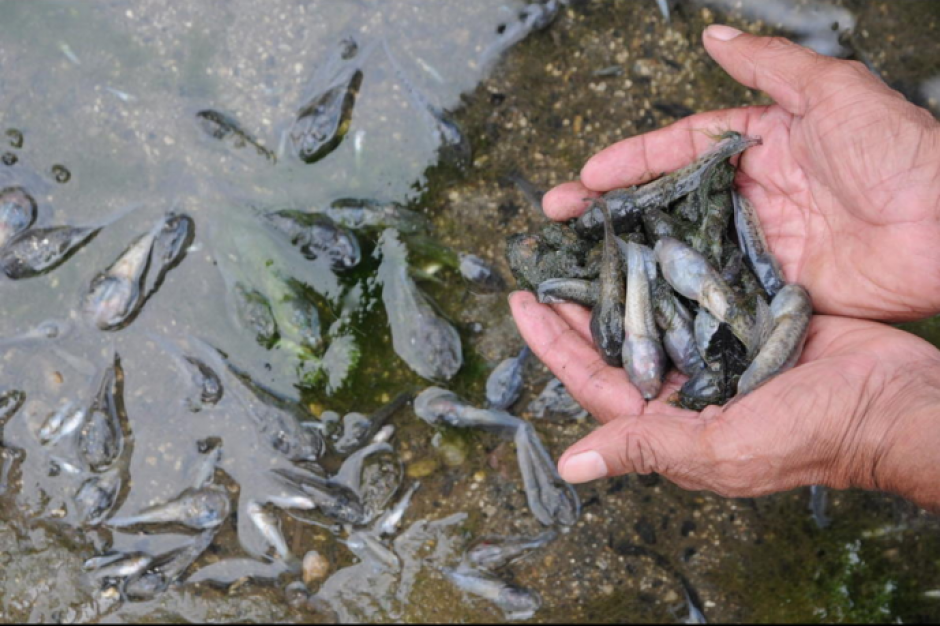 Gran cantidad de peces comenzaron a morir masivamente en el río Las Cañas, en Santa Rosa. (Foto: Nuestro Diario)