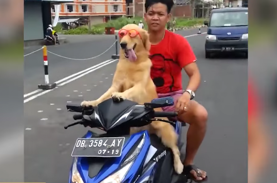 Su nombre es Sidney y maneja la motocicleta como todo un experto. (Foto: Archivo)