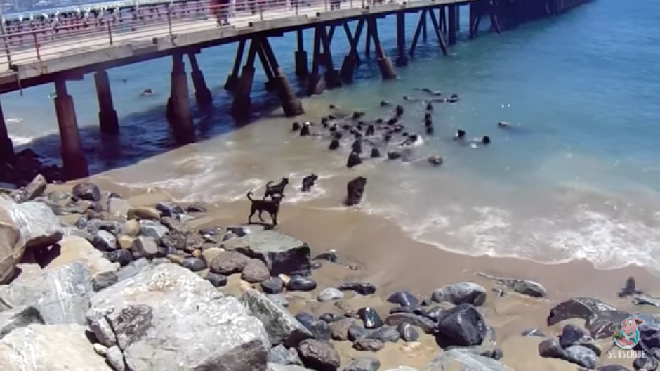 Un video fue difundido en redes sociales donde unos perros se enfrentan a unos lobos marinos. (Foto: Tomado de YouTube)