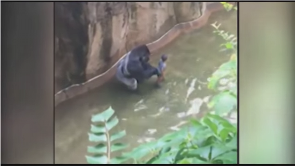 El gorila tomó al menor de cuatro años. (Foto: Tomado de Youtube)