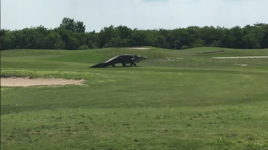Un cocodrilo gigante fue captado en un campo de golf en Florida. (Foto: Tomado de YouTube)
