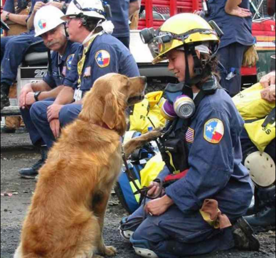 La golden retriever también prestó su ayuda durante el huracán Katrina. (Foto: Twitter/@Schnauzicom)