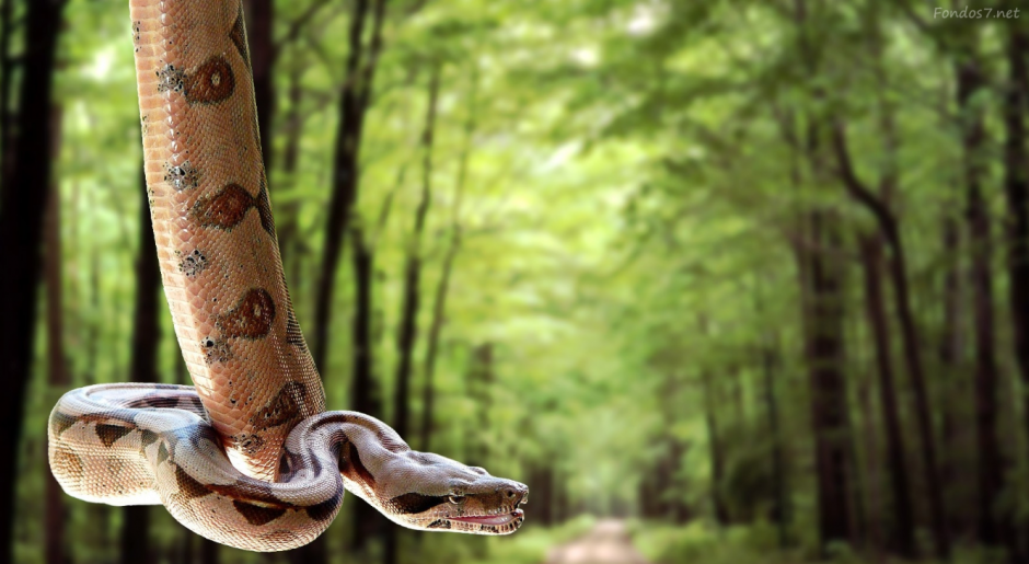 Un video nos muestra el poderío de una serpiente. (Foto: Archivo)