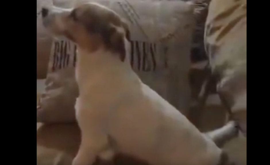 El perro observa la película El Conjuro mientras su dueño lo graba. (Foto: Captura YouTube) 