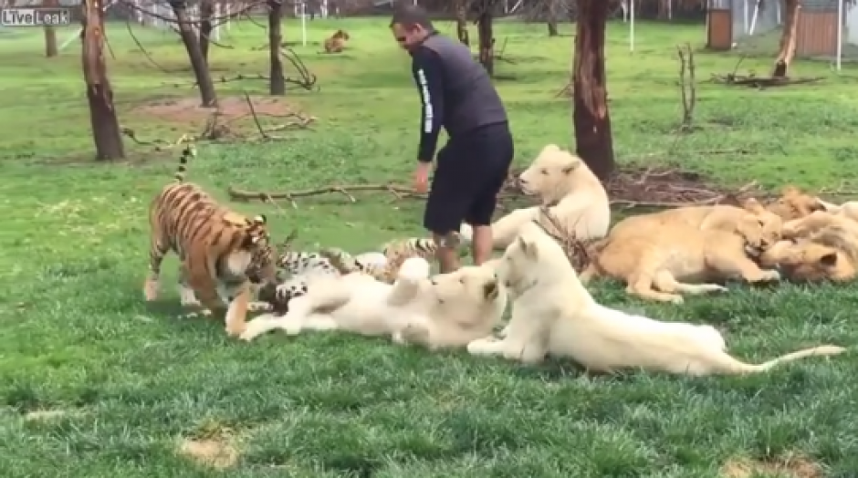 El tigre detiene al leopardo que pretendía atacar a su cuidador. (Foto: Captura de video)