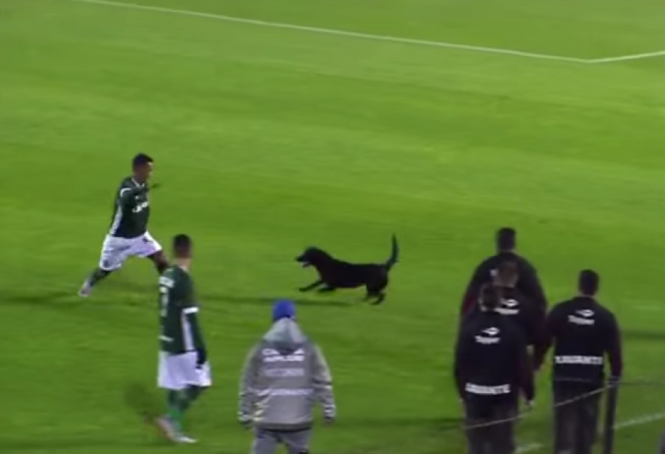 Futbolista Intenta Sacar A Un Perro De La Cancha Y Este Lo Persigue