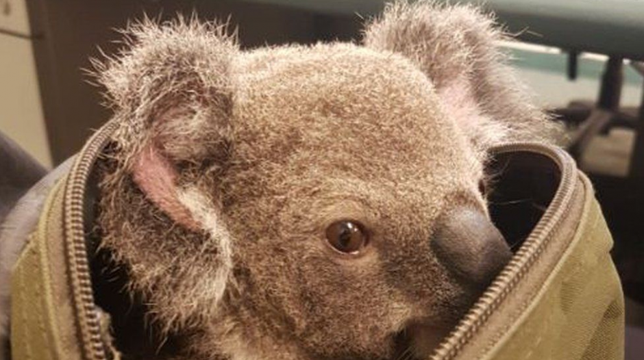 Un koala pretendía ser llevado en una mochila en el aeropuerto. (Foto: El País.com)