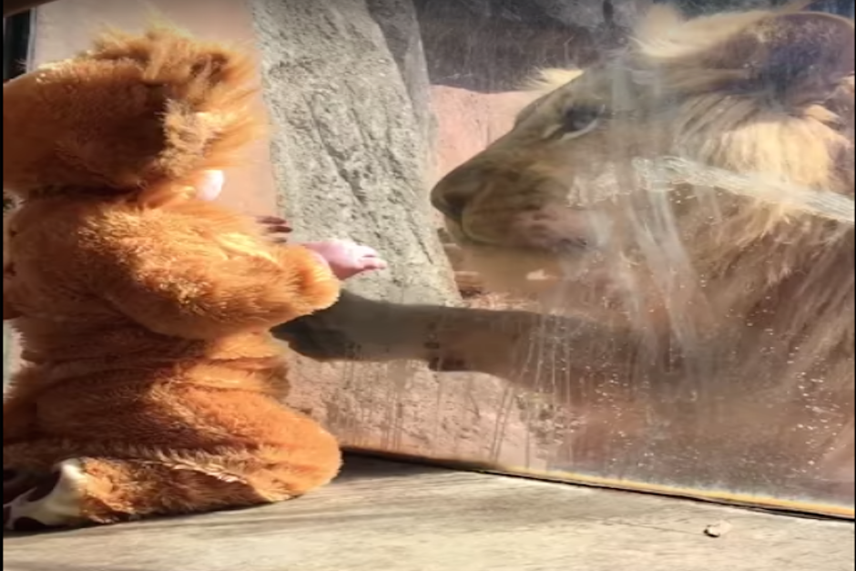 El pequeño disfrazado de león sorprendió a uno de los felinos del zoológico. (Imagen: captura de pantalla)