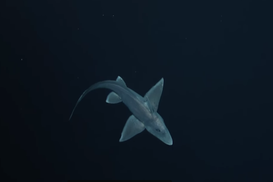 Esta especie de tiburón habita los océanos desde hace más de 300 millones de años. (Imagen: captura de YouTube)