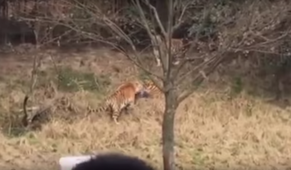 El mortal ataque fue captado con los teléfonos celulares de los visitantes del zoológico. (Imagen: YouTube)