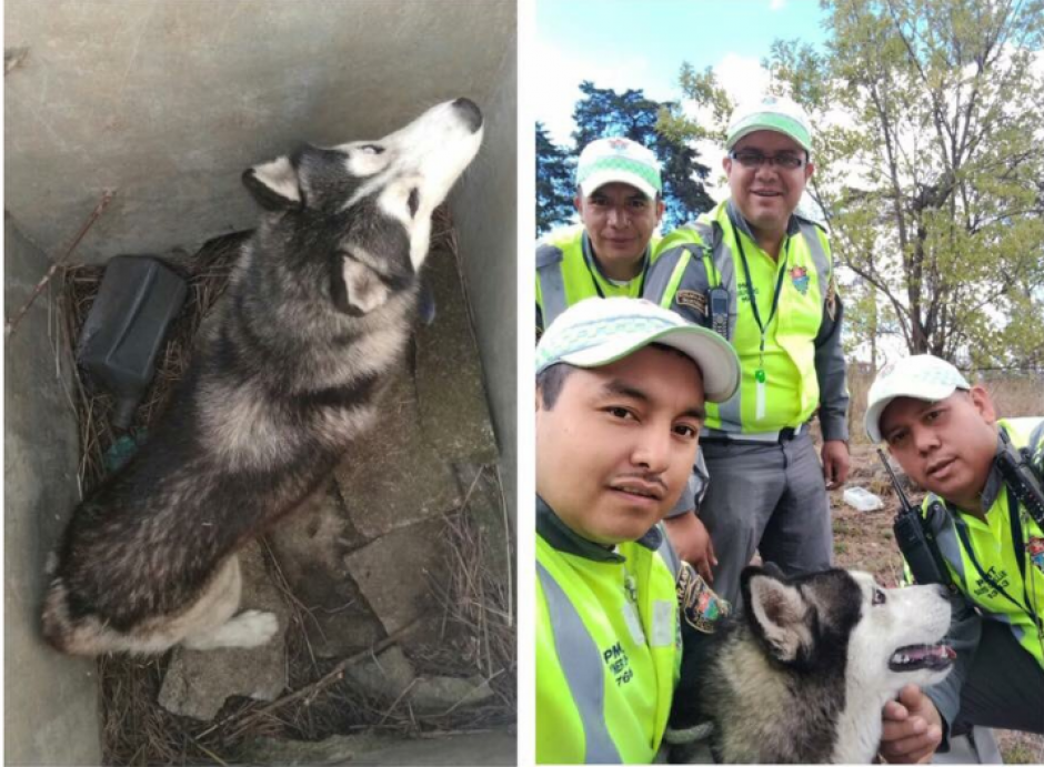 Los agentes ubicaron al animal perdido en la zona 15. (Foto: MuniGuate)&nbsp;