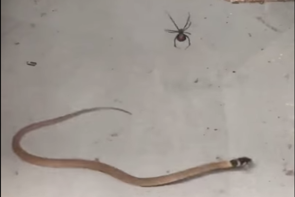 A pesar de su tamaño, nada pudo hacer la serpiente para escapar de la fuerte telaraña. (Imagen: captura de YouTube)