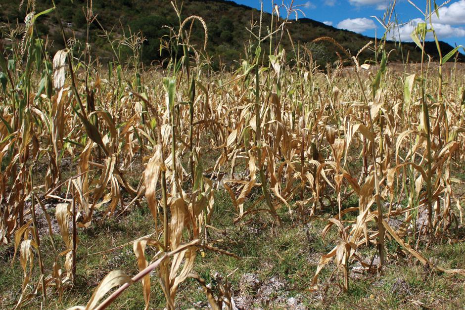 Unas 170 mil familias afectadas por la sequía serán atendidas por el Gobierno de Guatemala durante los próximos seis meses (Foto: Archivo)