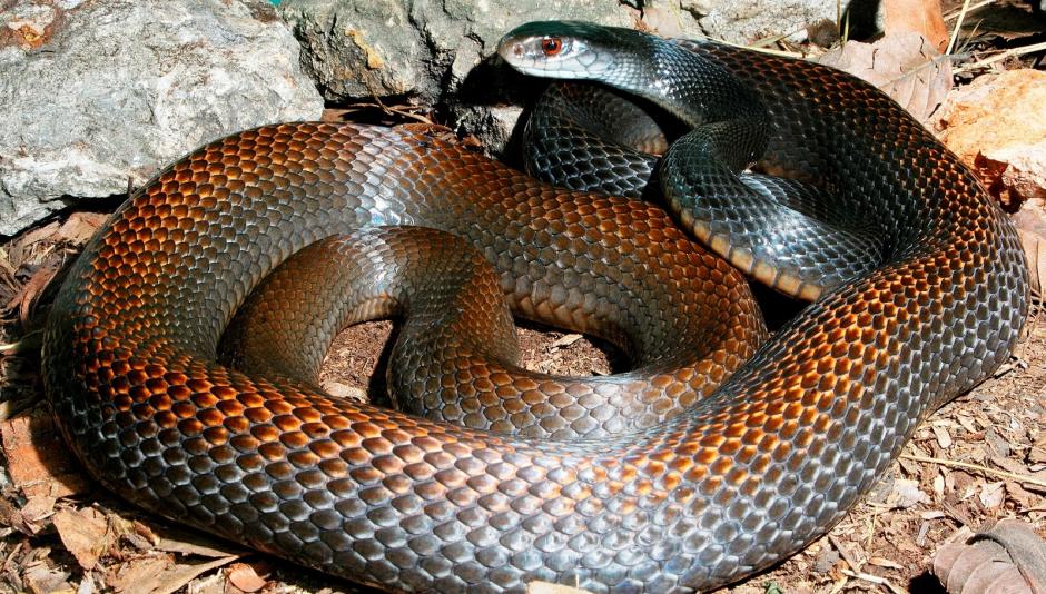 La serpiente tigre es una de las más mortíferas de todo el mundo. Su hábitat es Australia y las islas cercanas.&nbsp;