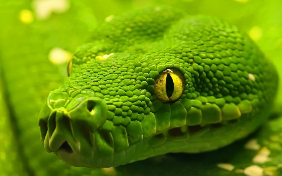 Una serpiente muerta se movió momentos antes de ser cocinada. (Foto: ytimg)