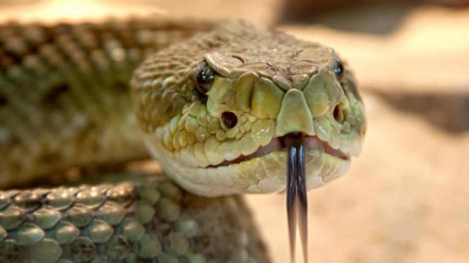 Un joven de 21 años se drogaba con mordeduras de serpiente para sentir euforia, somnolencia y calor. (Foto: actualidad.rt.com)