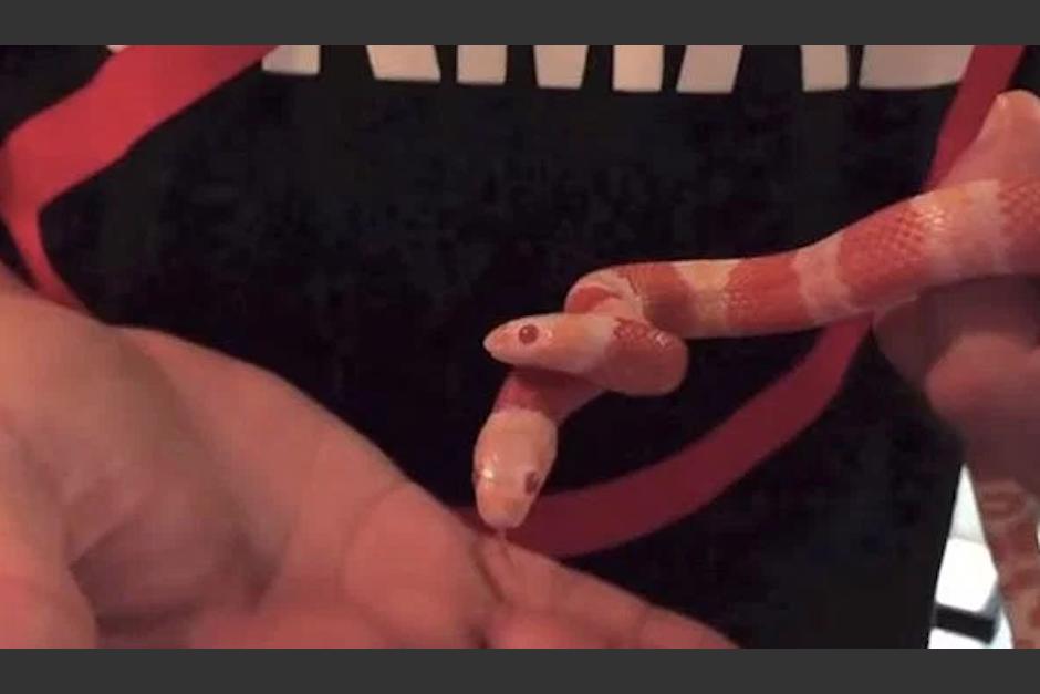 Esta es una tierna serpiente de dos cabezas que llamó tanto la atención que fue vendida en 50 mil dólares. (Foto: Youtube)&nbsp;