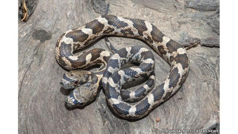 El reptil fue descubierto en una zona silvestre de Kansas. (Foto: Jason Talbott )