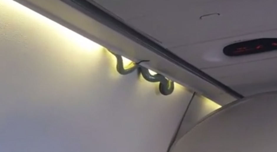 La serpiente iba oculta en el maletero del avión. (Imagen: captura de pantalla)